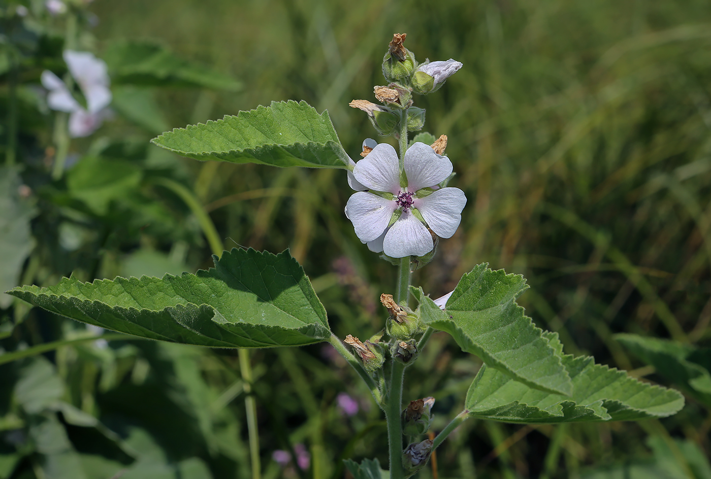 Image of Althaea officinalis specimen.