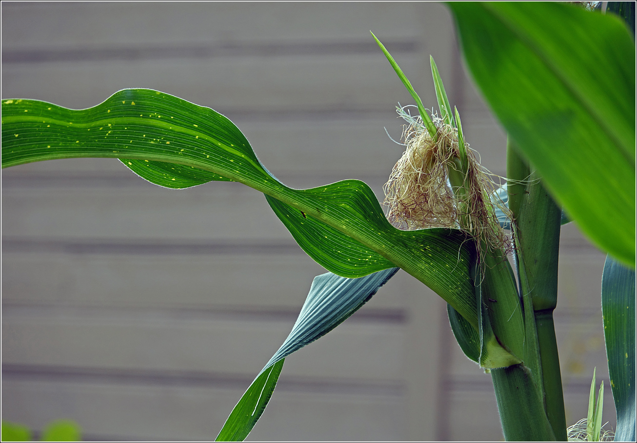 Image of Zea mays specimen.