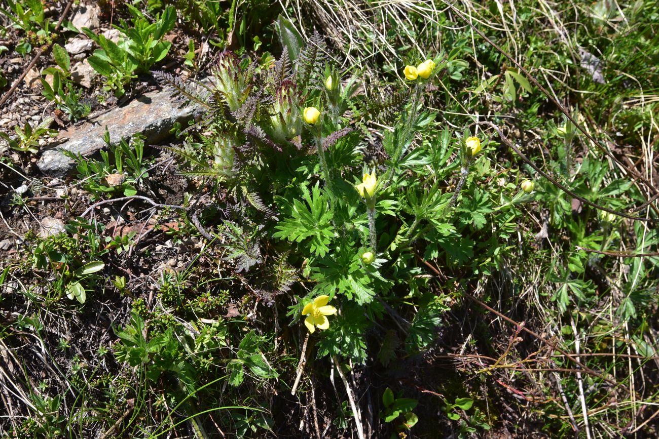 Image of genus Ranunculus specimen.