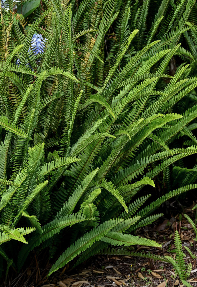 Изображение особи Nephrolepis cordifolia.