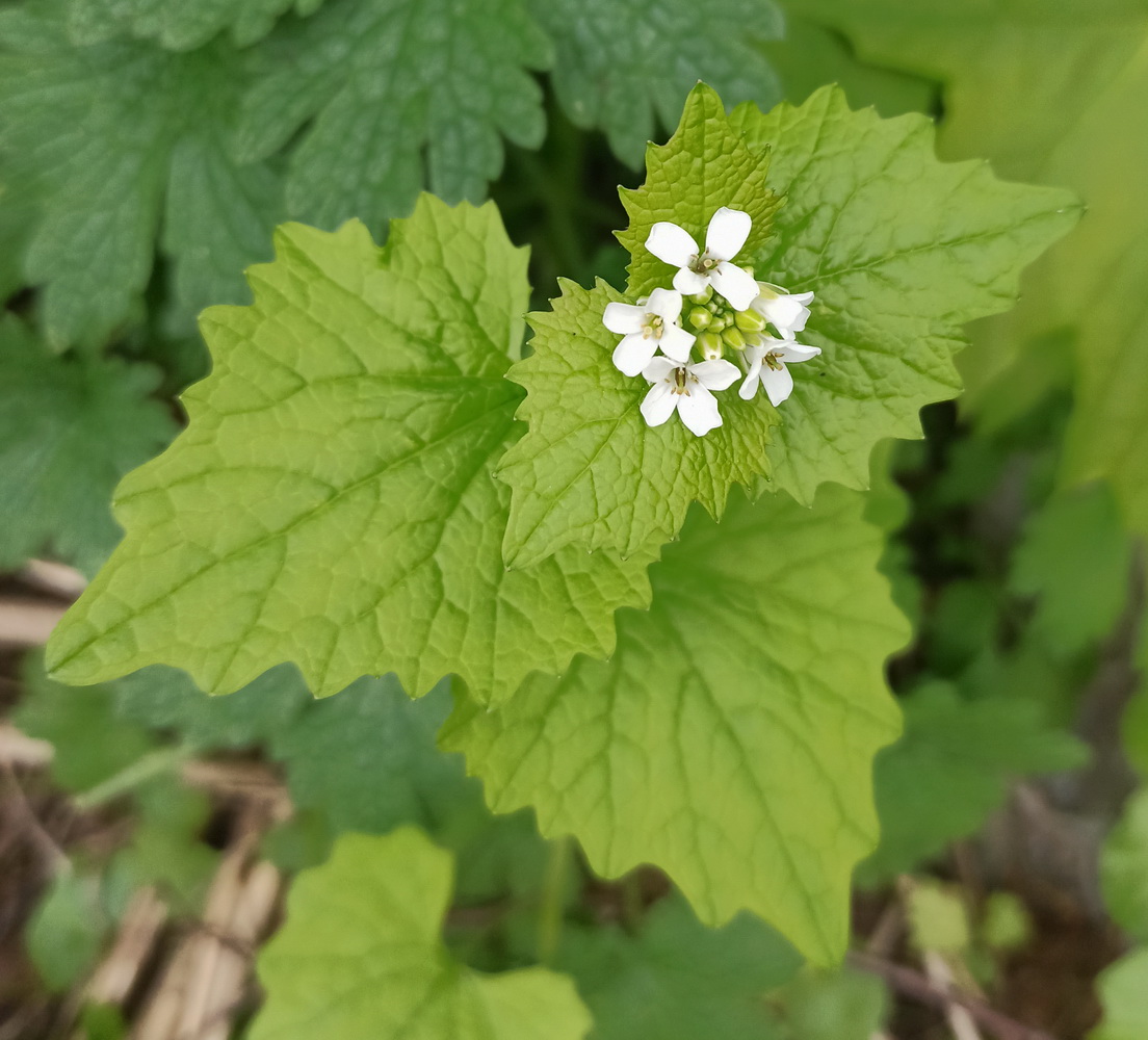 Image of Alliaria petiolata specimen.
