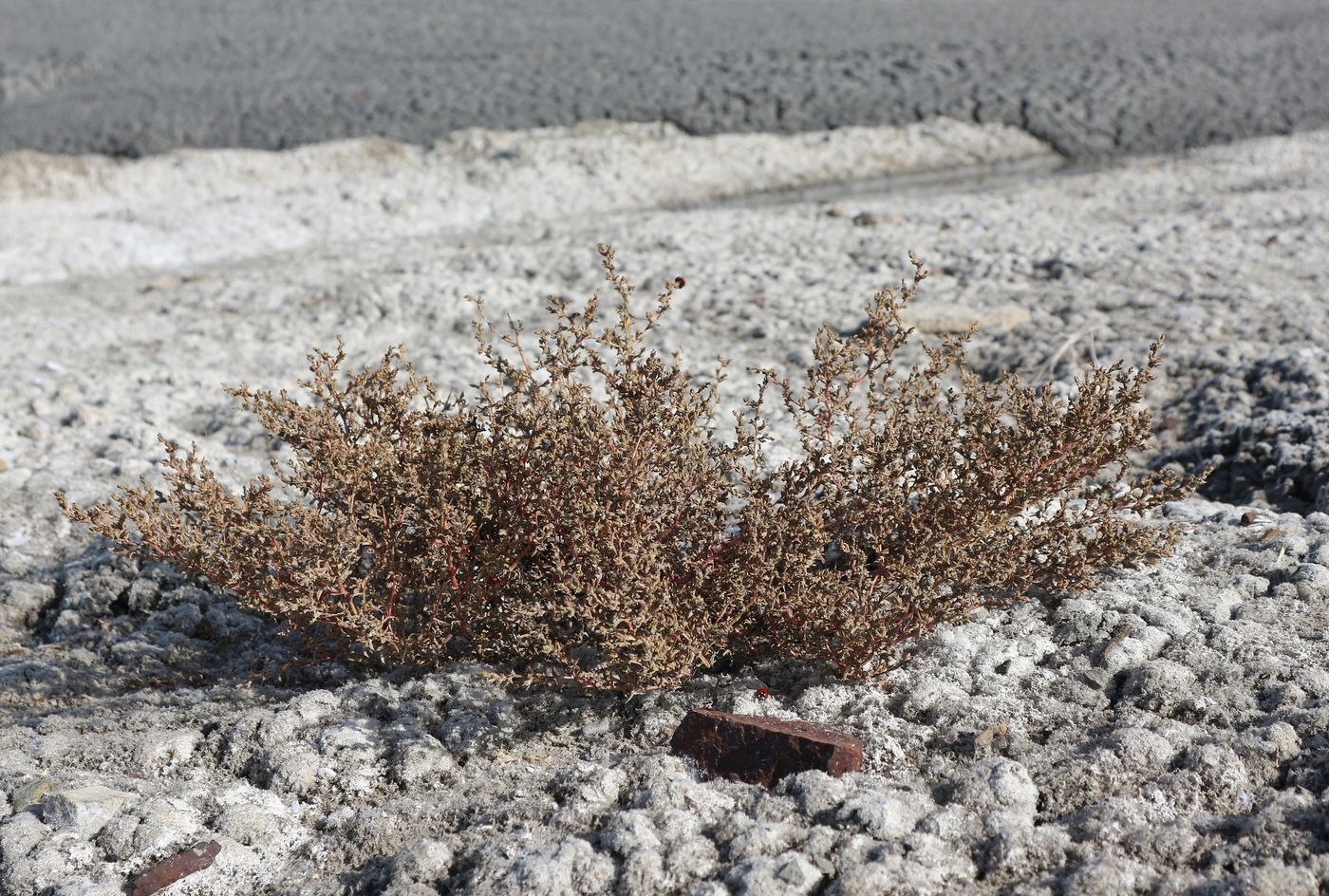 Изображение особи Неопознанный вид.