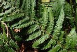 Dryopteris crassirhizoma. Часть вайи (вид сверху). Хабаровский край, г. Комсомольск-на-Амуре, левый берег р. Силинка, лиственный лес с преобладанием Betula. 23.09.2025.