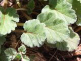 Erodium chamaedryoides