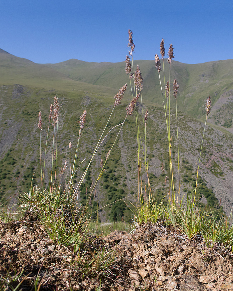 Изображение особи семейство Poaceae.