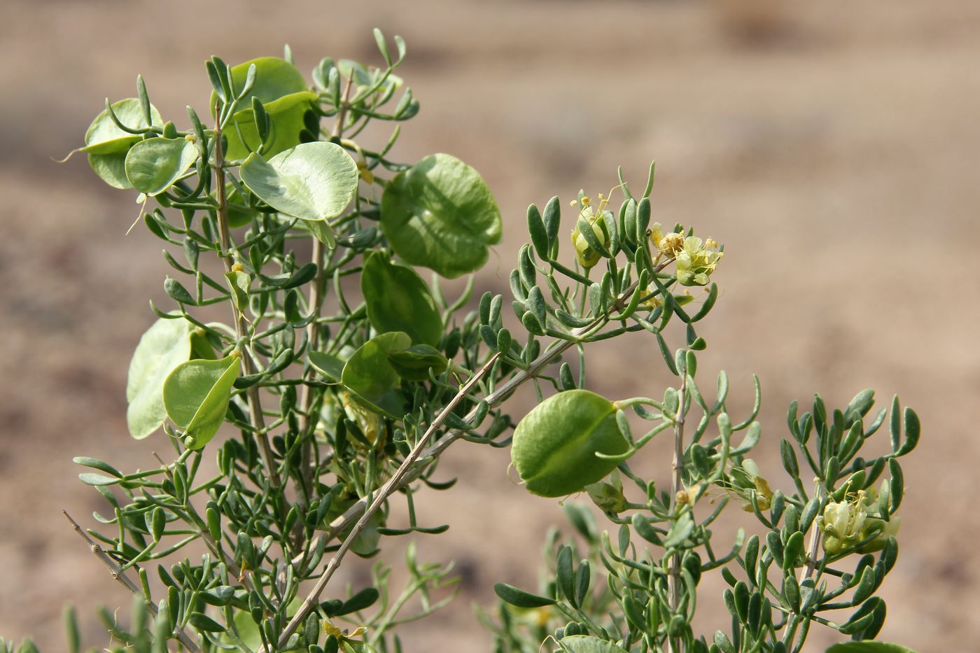 Image of Zygophyllum ferganense specimen.