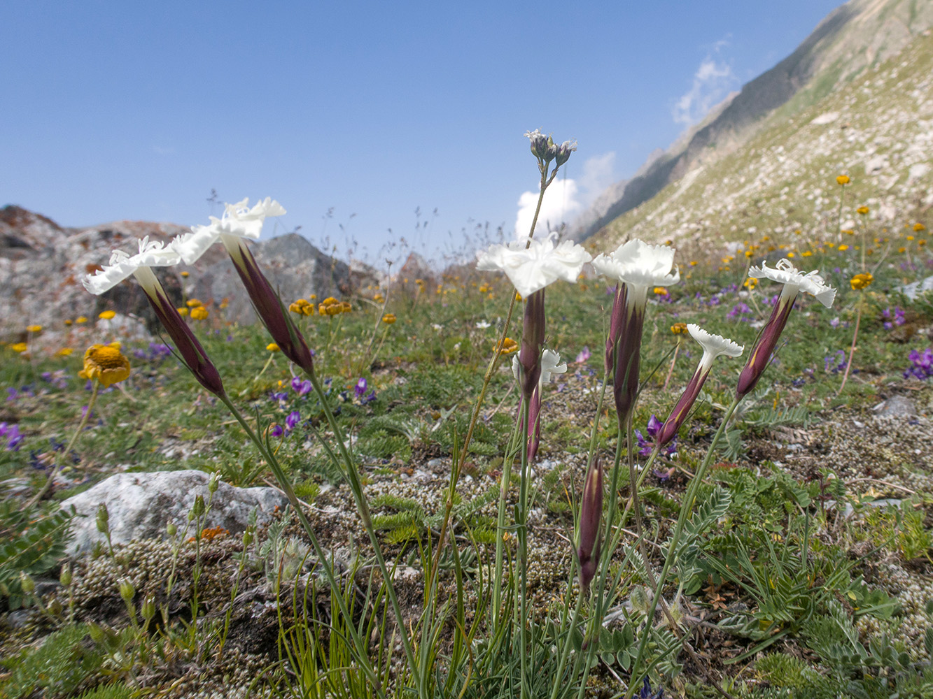Изображение особи Dianthus cretaceus.