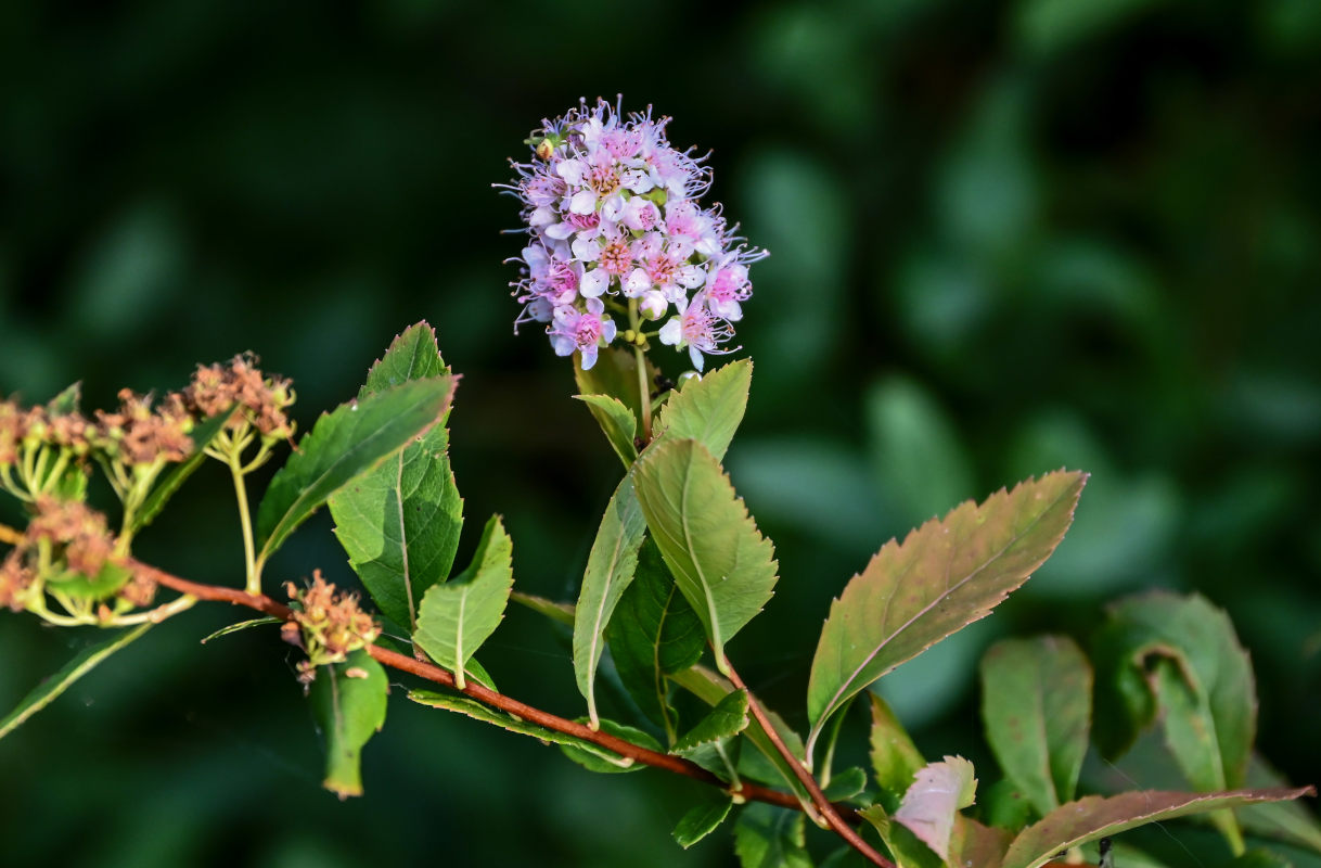 Image of Spiraea salicifolia specimen.
