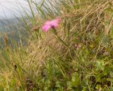 Image of taxon representative. Author is Татьяна Винокурова