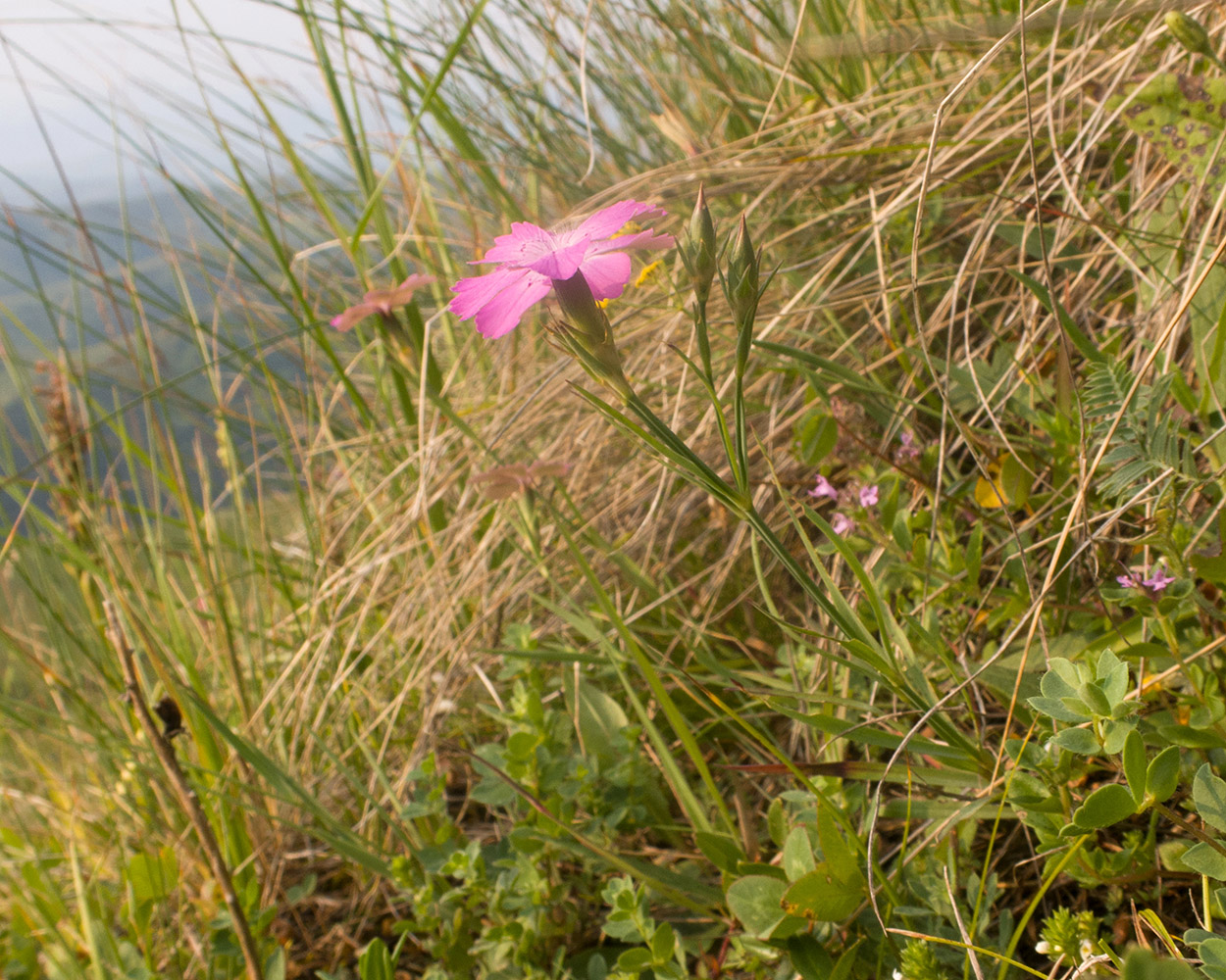 Image of Dianthus oschtenicus specimen.