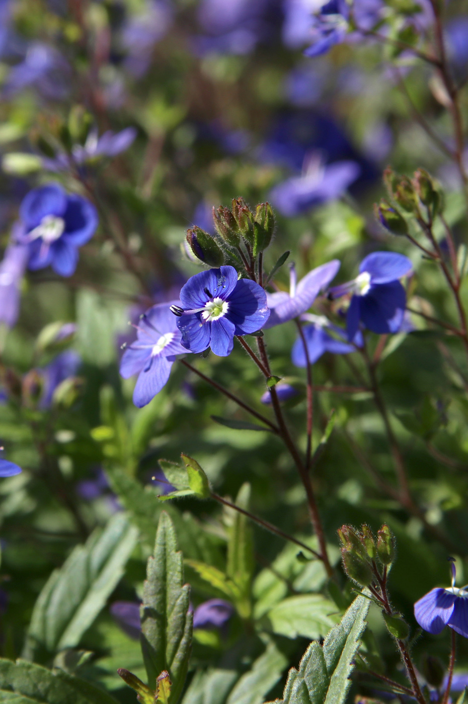 Изображение особи Veronica umbrosa.