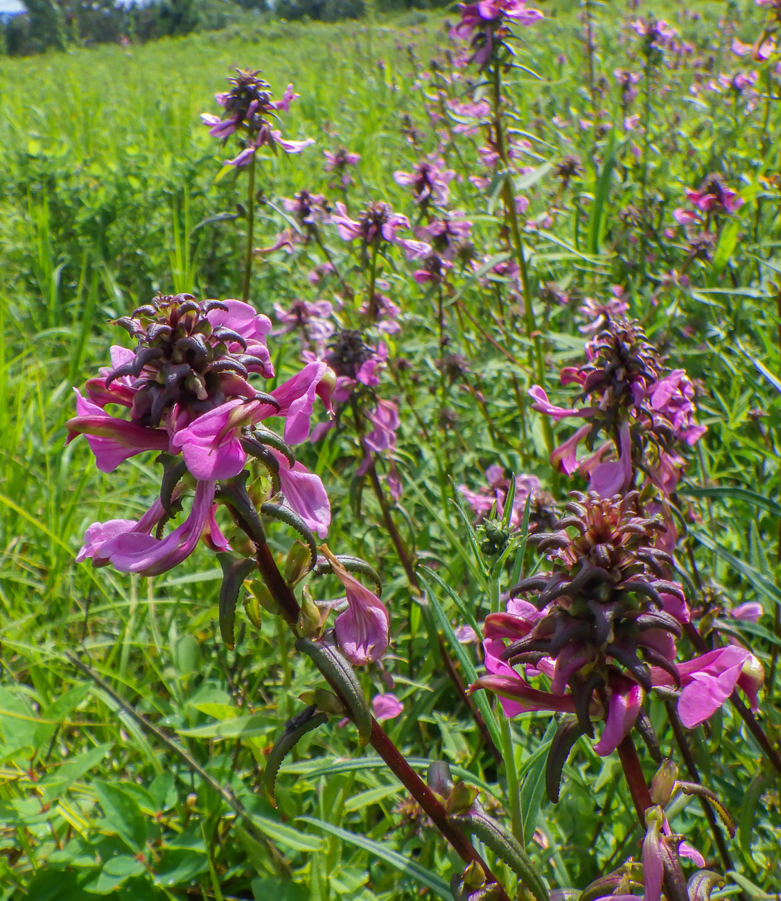 Изображение особи Pedicularis resupinata.