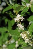 Osmanthus heterophyllus. Побег с цветками. Большой Кавказ, Черноморское побережье, пос. Головинка. 24.10.2004.