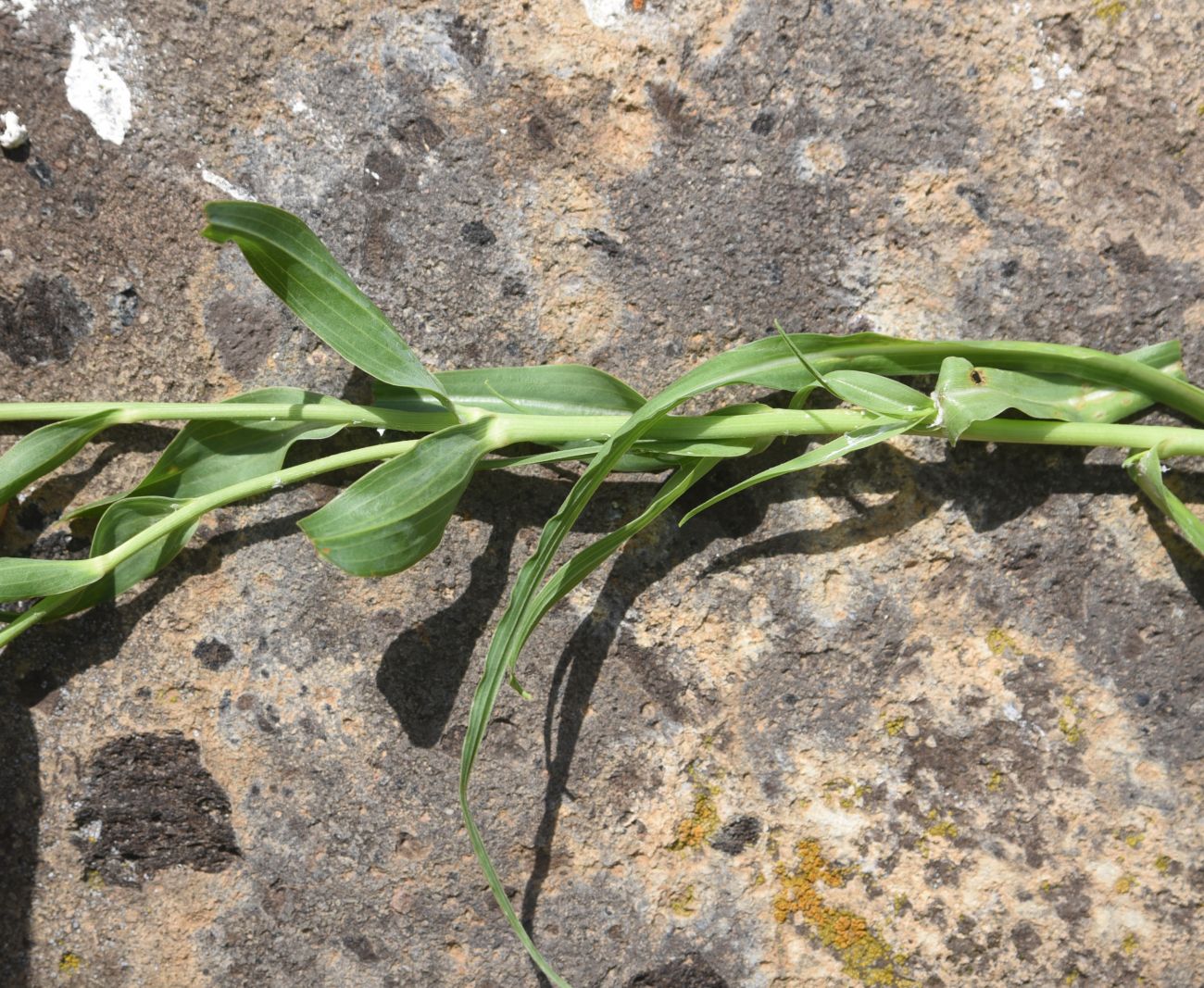 Image of Tragopogon albinervis specimen.