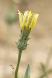 genus Scorzonera
