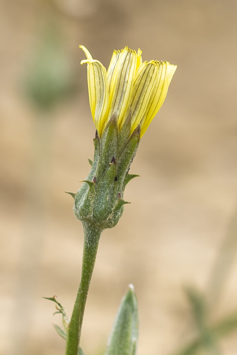 Image of genus Scorzonera specimen.