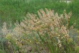 Lepidium perfoliatum. Высохшее плодоносящее растение. Краснодарский край, м/о Анапа, окр. станицы Благовещенская, берег Витязевского лимана, песчано-глинистый холм, степь. 31.05.2026.