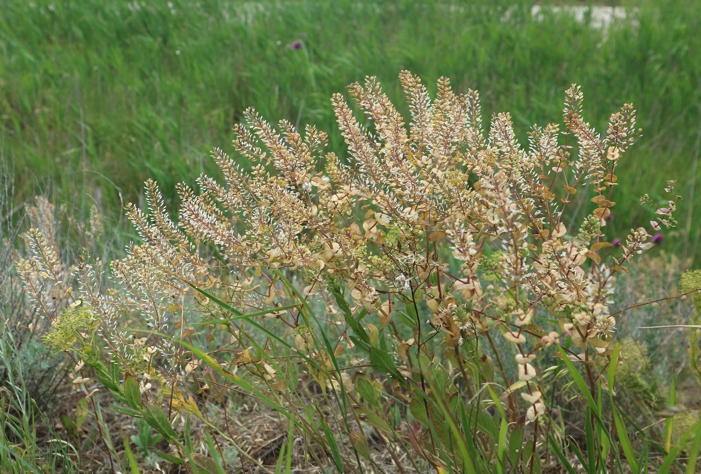 Изображение особи Lepidium perfoliatum.