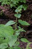 Scrophularia divaricata. Верхушка цветущего растения. Республика Адыгея, Майкопский р-н, ок. 6 км к югу от с. Новопрохладное, хр. Ду-Ду-Гуш, СВ склон, верховья балки Воровская, в глинисто-каменистом русле. 14.06.2026.
