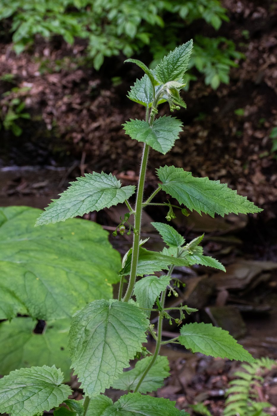 Image of Scrophularia divaricata specimen.