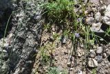 Asperula arvensis. Цветущее растение. Грузия, край Самцхе-Джавахети, окраина с. Тмогви, окр. южного берега оз. Цунда, горная степь. 8 июня 2026 г.