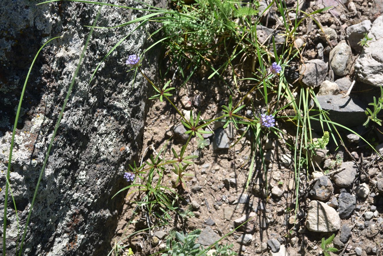 Image of Asperula arvensis specimen.