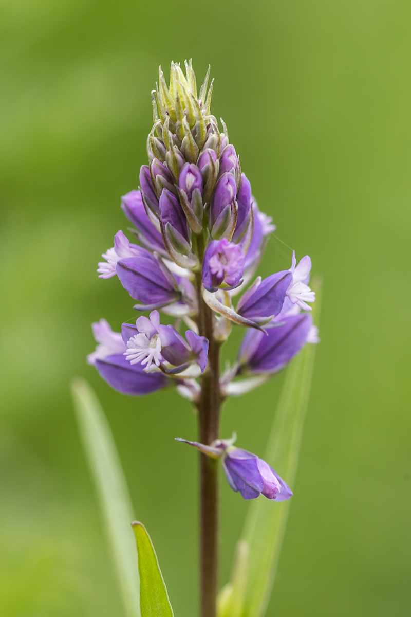 Изображение особи род Polygala.