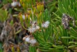 Kleinia barbertonica