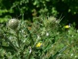 genus Cirsium