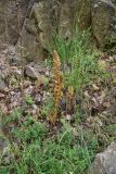 genus Orobanche. Цветущее растение. Турция, ил Артвин, дер. Багджилар (Bağcılar), нижняя часть склона. 12 июня 2026 г.