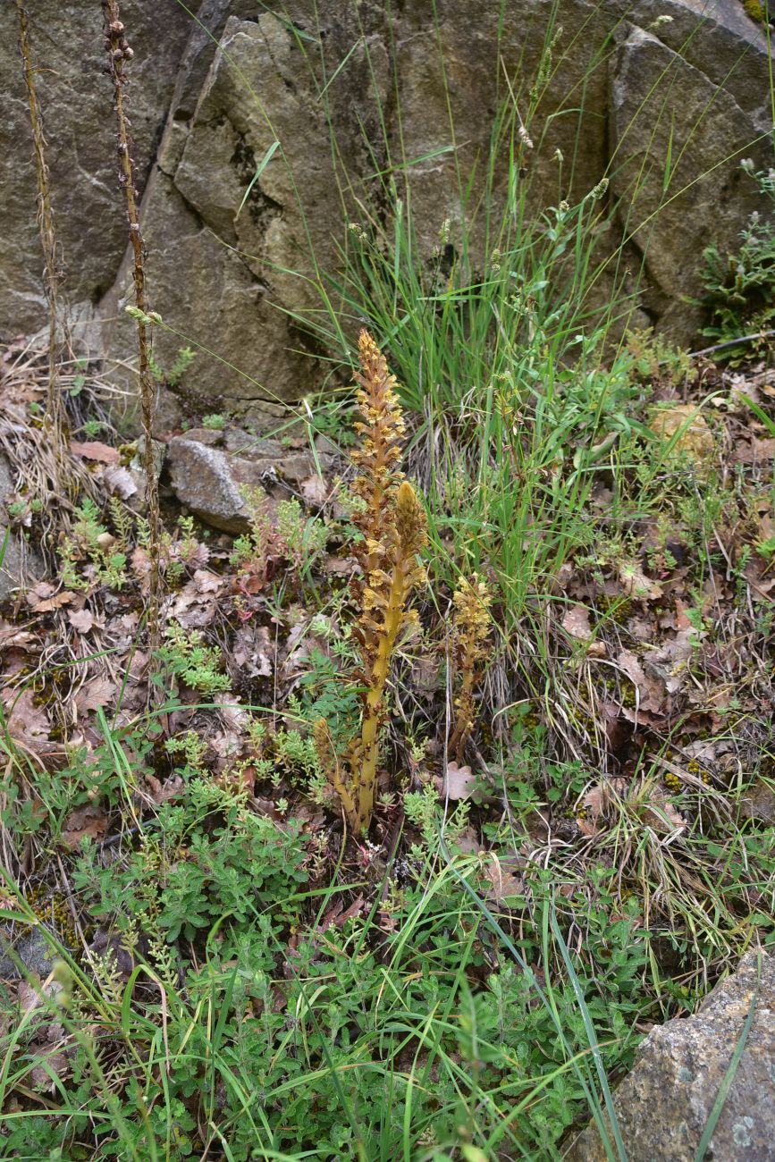 Изображение особи род Orobanche.