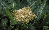 Brassica oleracea variety botrytis. Соцветие и части листьев на верхушке растения. Московская обл., Раменский р-н, окр. дер. Хрипань, садовый участок. 13.09.2026.