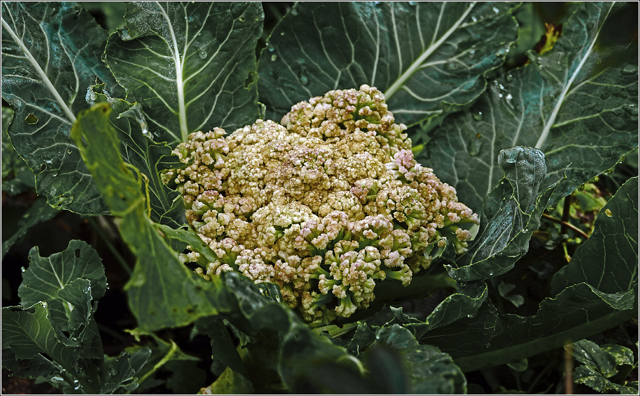Image of Brassica oleracea var. botrytis specimen.