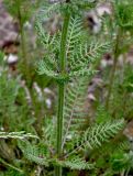 Pedicularis verticillata. Часть побега. Китай, пров. Ганьсу, хр. Циляньшань, дол. Матисы, ≈ 2600 м н.у.м., каменистый склон. 05.06.2025.