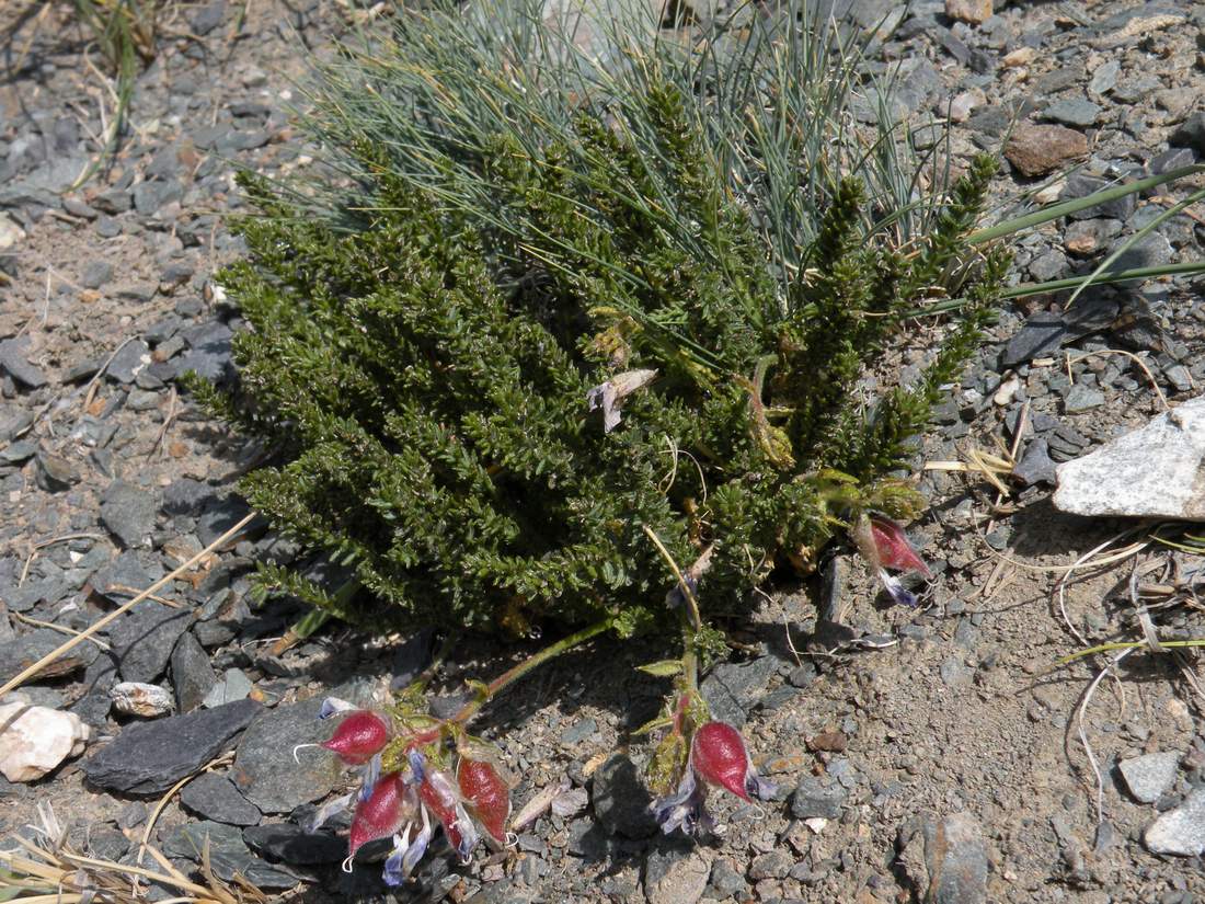 Image of Oxytropis trichophysa specimen.