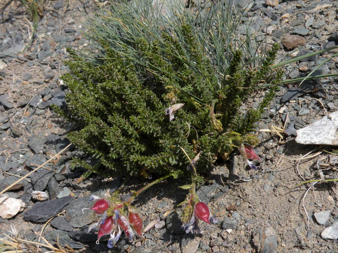 Изображение особи Oxytropis trichophysa.