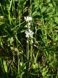genus Allium. Верхушки цветущих растений. Турция, ил Артвин, р-н Юсуфели, окр. дер. Дамлаташ, выс. 1912 м н.у.м., луг. 13 июня 2026 г.