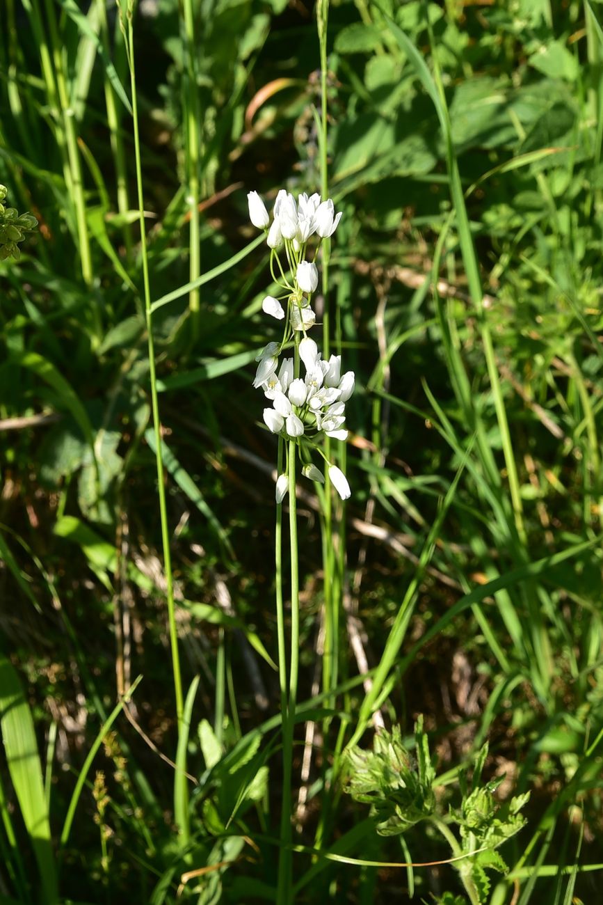 Image of genus Allium specimen.