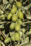 Elaeagnus littoralis