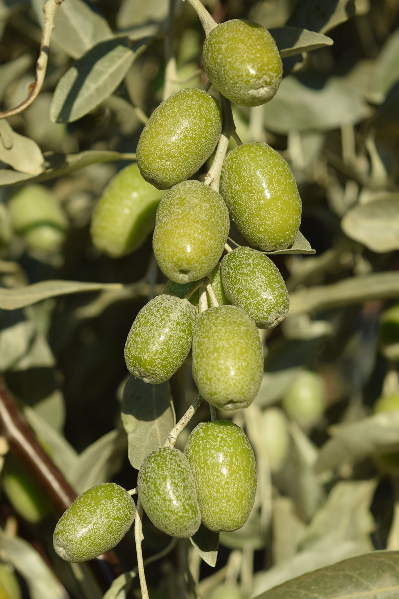 Изображение особи Elaeagnus littoralis.