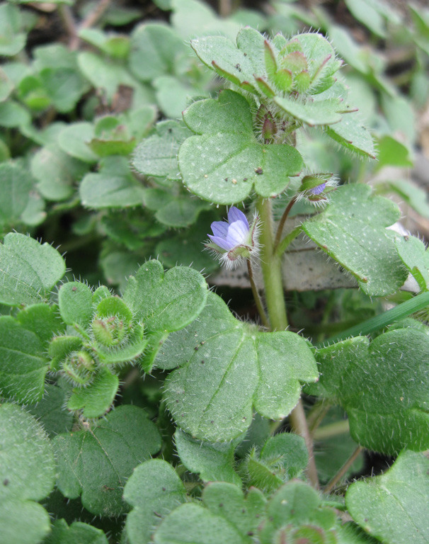 Изображение особи Veronica hederifolia.