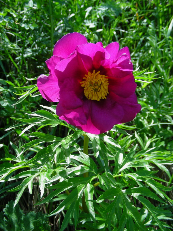 Image of Paeonia intermedia specimen.