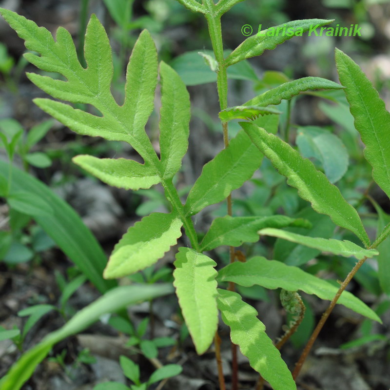 Изображение особи Onoclea sensibilis.