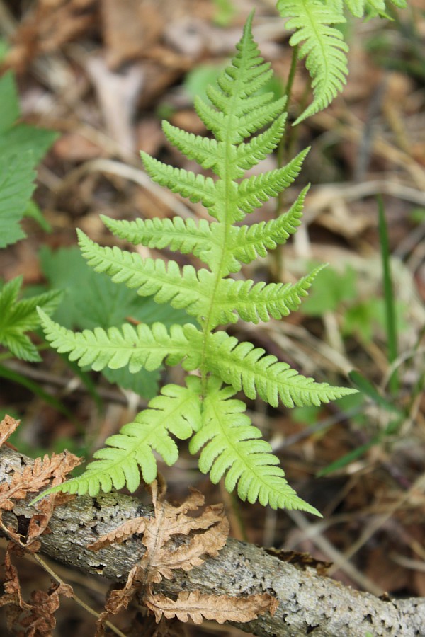 Изображение особи Phegopteris connectilis.