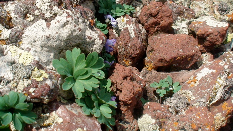 Изображение особи Corydalis alpestris.
