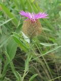 Centaurea trichocephala