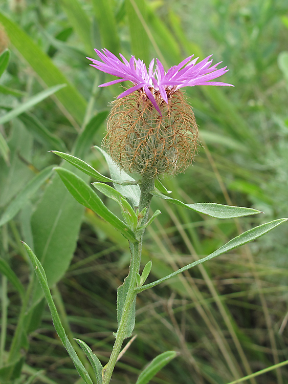 Изображение особи Centaurea trichocephala.