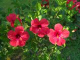 Hibiscus rosa-sinensis