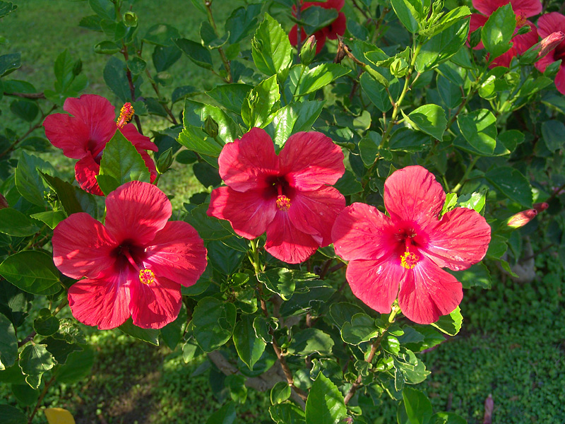 Изображение особи Hibiscus rosa-sinensis.