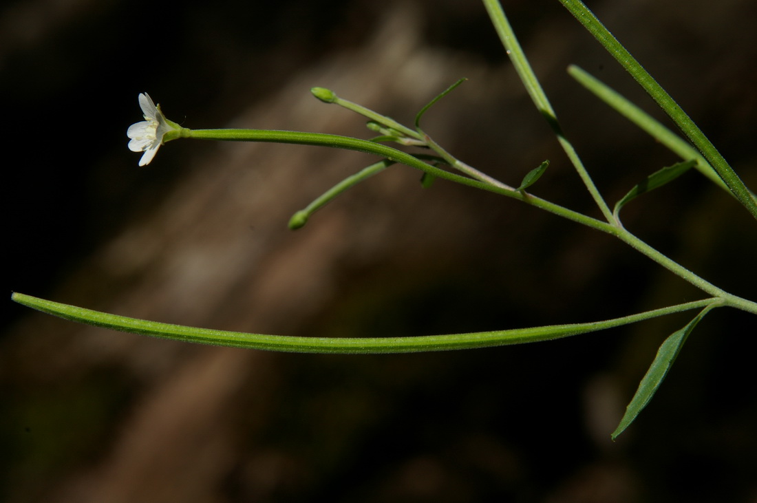 Image of Epilobium lanceolatum specimen.